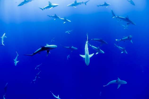 Islas Samoa crean un santuario para tiburones