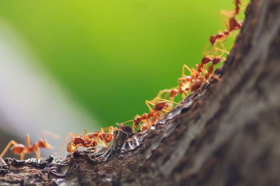 Las hormigas son animales ectotermos, cuya temperatura corporal depende del entorno.