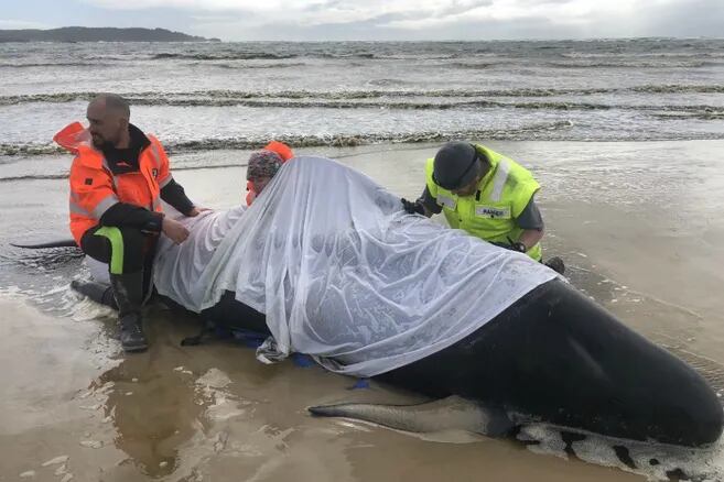 Mueren en Australia 380 ballenas varadas en una bahía | EL ESPECTADOR