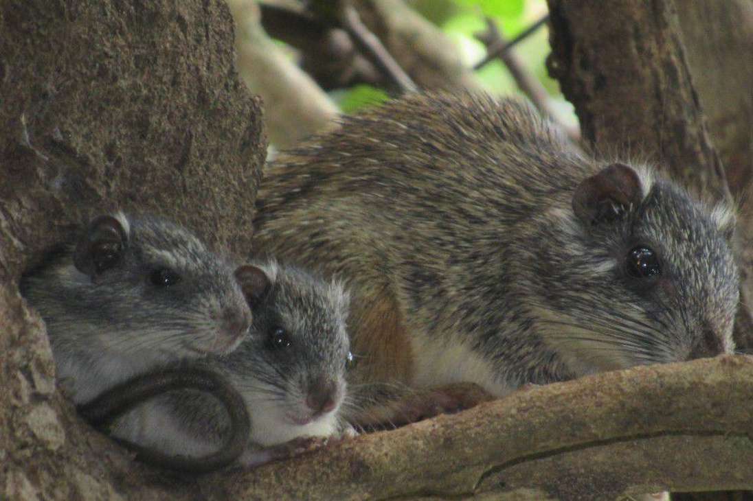 La ratica espinosa (Pattonomys semivillosus), es un especie que se había registrado, hasta el momento, en el departamento del Magdalena, sólo en el Parque Tayrona.