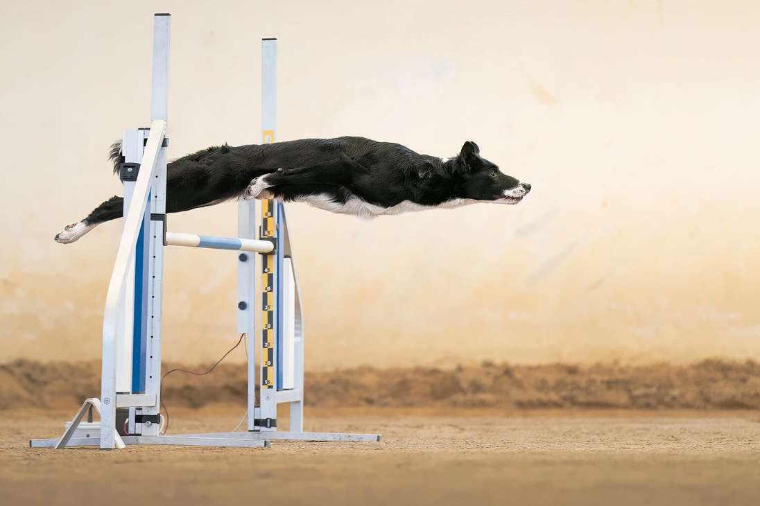 Tomada durante un concurso de Agility en Italia, el ganador de esta foto retrata el primer obstáculo que debe atravesar este ejemplar en un concurso de agilidad canino.