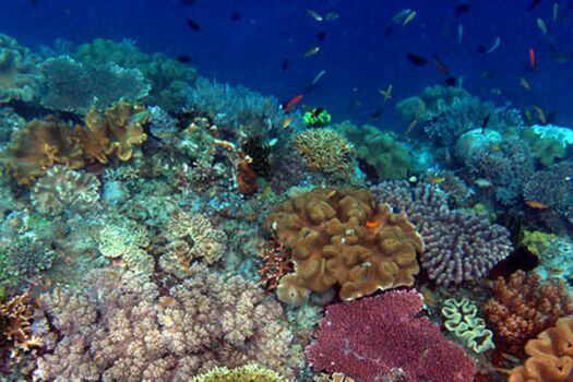 Imagen del Triángulo de Coral en Indonesia, del que depende la supervivencia de 126 millones de personas. Wikimedia - Creative Commons - Nick Hobgood