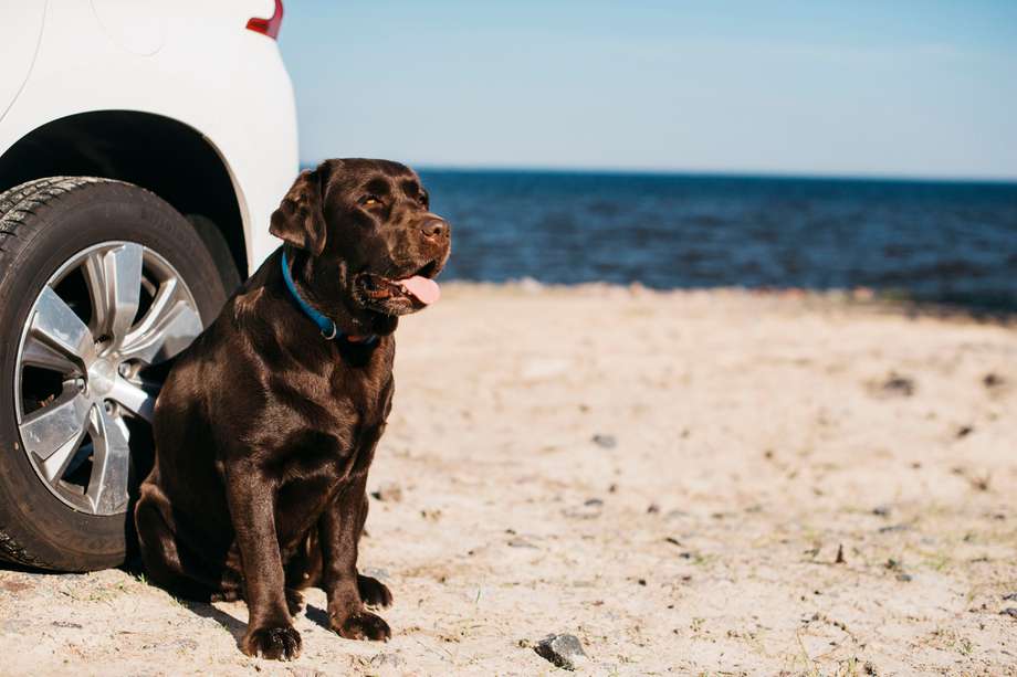 Algunos perros suelen orinar las llantas de los carros para marcar territorialidad.