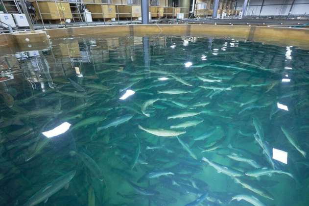 Brasil autorizó el uso de salmón transgénico para alimentación 