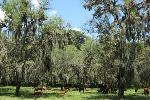 Muestra de ganadería sostenible: paisaje de árboles dispersos en un potrero.  / Andrés Zuluaga - The Nature Conservancy