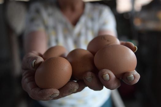 El sector avícola produce 1.600 toneladas de pollo y más de 16.000 millones de huevos al año.