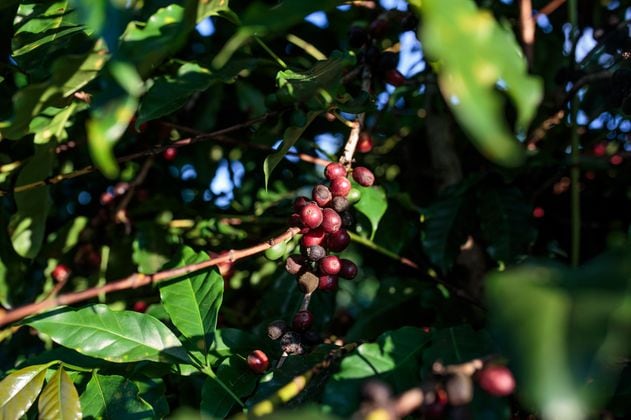 El 60% de variedades de café silvestre está en peligro de extinción, según un estudio