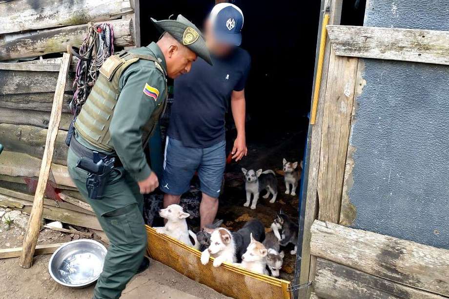 Las autoridades rescataron a 33 perros que estaban en el criadero y los pusieron a disposición de la Secretaria de Hábitat y el Centro de Bienestar Animal.