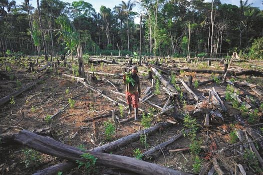 Más del 70% de la deforestación se concentra en los departamentos de Norte de Santander, Antioquia y cuatro de la Amazonia: Meta, Caquetá, Guaviare y Putumayo. / AFP