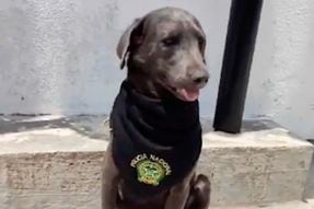 Pasó de estar en las calles a ser un perro policía: esta es la historia de Firulais