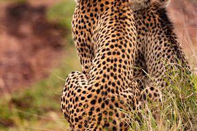 Sudáfrica enviará más de 100 guepardos a India para reintroducir la especie