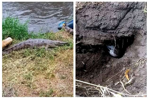 Caimán en vía de extinción puso un huevo en el río Bogotá