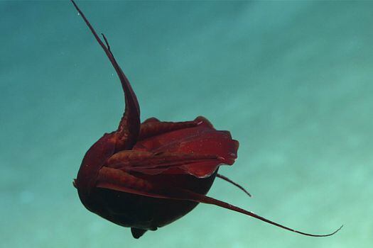 Imagen del calamar gigante captado en el Golfo de México. / Tomado del canal de Youtube The NOAA Office of Ocean Exploration and Research