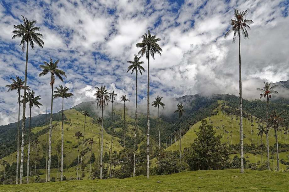 La Reserva Natural Valle del Cócora, es la cuna del árbol emblemático de Colombia: la Palma de Cera.