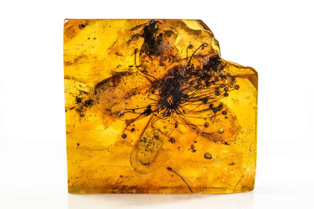 Una flor conservada en ámbar tuvo una identidad equivocada durante 150 años
