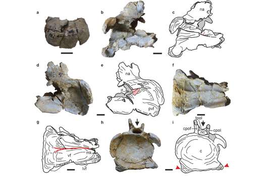 Estas son algunas de las vértebras de Tharosaurus indicus.