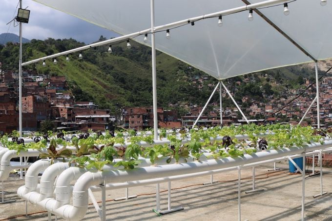 Terrazas verdes: las huertas símbolo de resiliencia y esperanza en Medellín