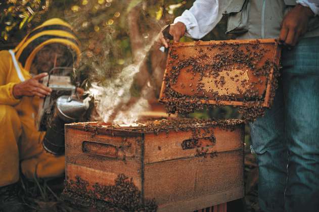Campo Dulce: mujeres que hacen de la miel su economía