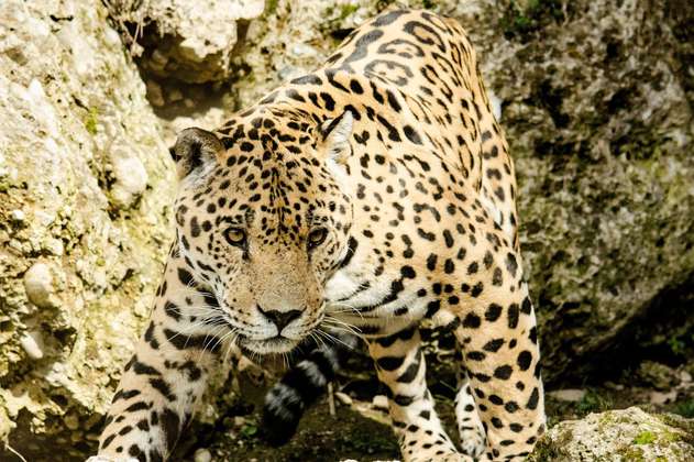 ¿Qué está pasando con el jaguar que ha atacado a personas en Boyacá?