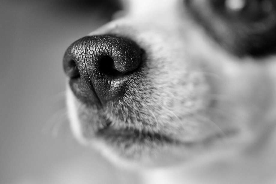 La nariz de un perro debe estar húmeda la mayor cantidad de tiempo posible.