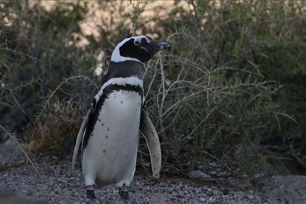 Cientos de pingüinos asesinados por construcción de camino rural en Argentina