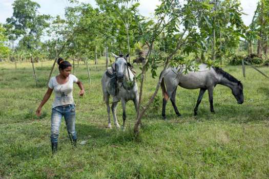 Doris Buelva, hija del líder asesinado Hernán Bedoya, recoge los caballos para regresar a la vereda donde vivió y murió su padre, líder campesino. Thom Pierce | Guardian | Global Witness | UN Environment