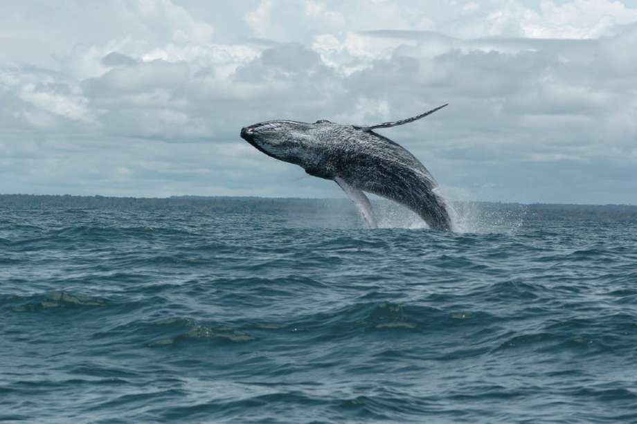 Las ballenas jorobadas están en el Pacífico colombiano desde finales de junio hasta octubre.