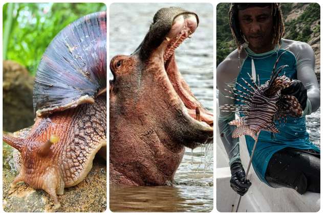 ¿Cuáles son los impactos de las especies invasoras, como los hipopótamos o la trucha?