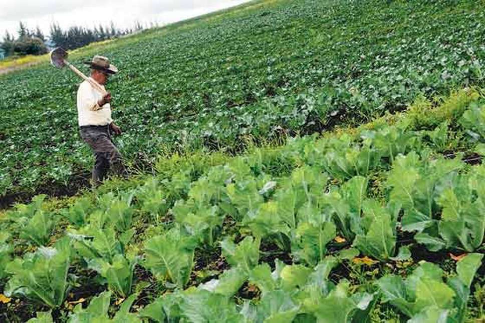Concentración de tierra, el mayor problema agrario en Colombia | EL  ESPECTADOR