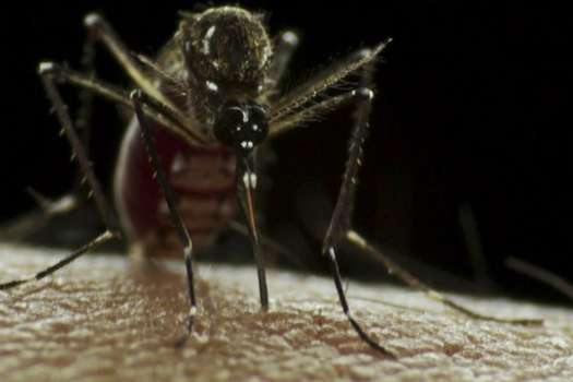 El mosquito Aedes aegypti es el principal vector del virus Zika.  / Flickr - Sanofi