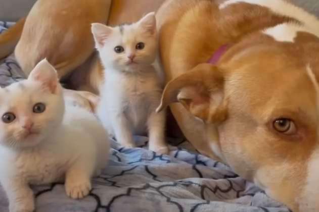 La historia de Ginger: una perrita que es madre sustituta de numerosos gaticos