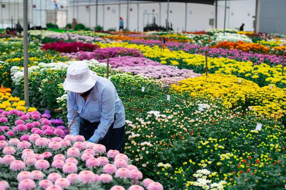 De las 7.665 hectáreas sembradas con flores de exportación en Colombia, los crisantemos ocupan el 12%, de las cuales cerca de la mitad se encuentran en Antioquia