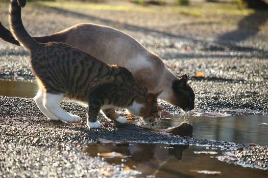 Para los gatos, a diferencia de los perros, el agua no es sinónimo de limpieza. 