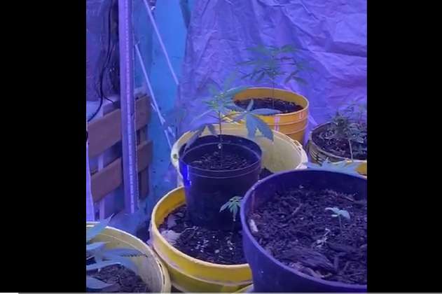 Policía encontró cultivo de marihuana en una vivienda del centro de Bogotá
