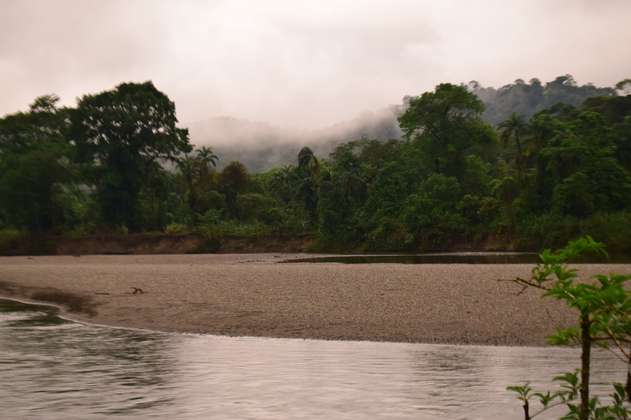 Conservación y desarrollo de los bosques: el compromiso de la FAO Colombia