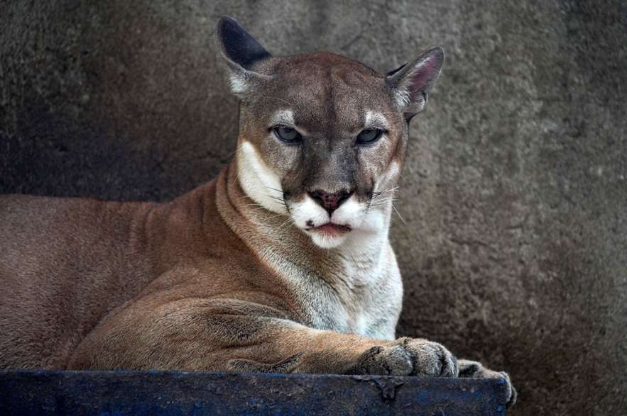 A puma (Felis concolor), born in captivity and considered an endangered species is pictured at the Thomas Belt Zoo in Juigalpa, Nicaragua, on August 23, 2023. (Photo by OSWALDO RIVAS / AFP)