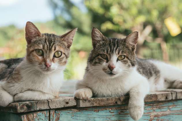 Vietnam: 2.000 gatos muertos iban a ser utilizados como remedios medicinales