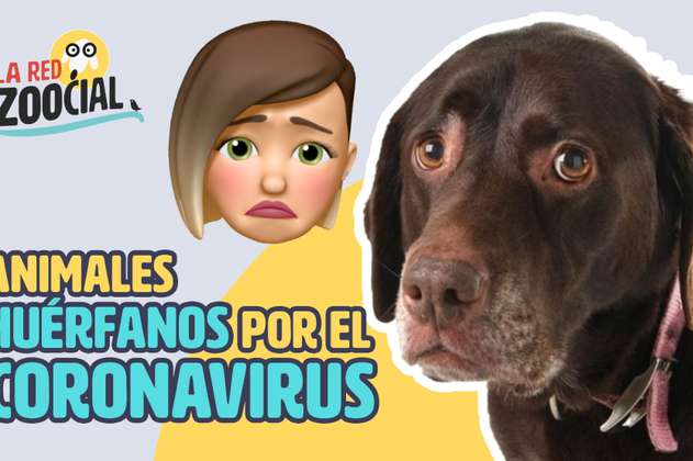 Las mascotas, víctimas invisibles de la pandemia de coronavirus