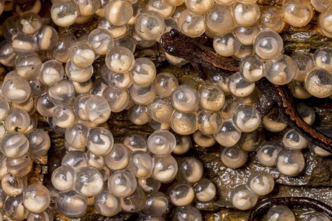 Una salamandra con rayas doradas se encuentra entre un revoltijo de huevos, fácilmente confundible con una colección de perlas.