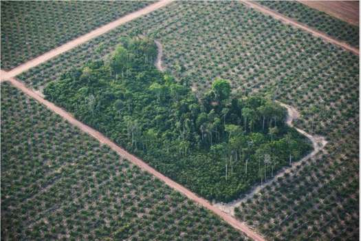Deforestación en Mato Grosso (Brasil) abre paso a cultivos de palma africana.  / Daniel Beltrán, Greenpeace.
