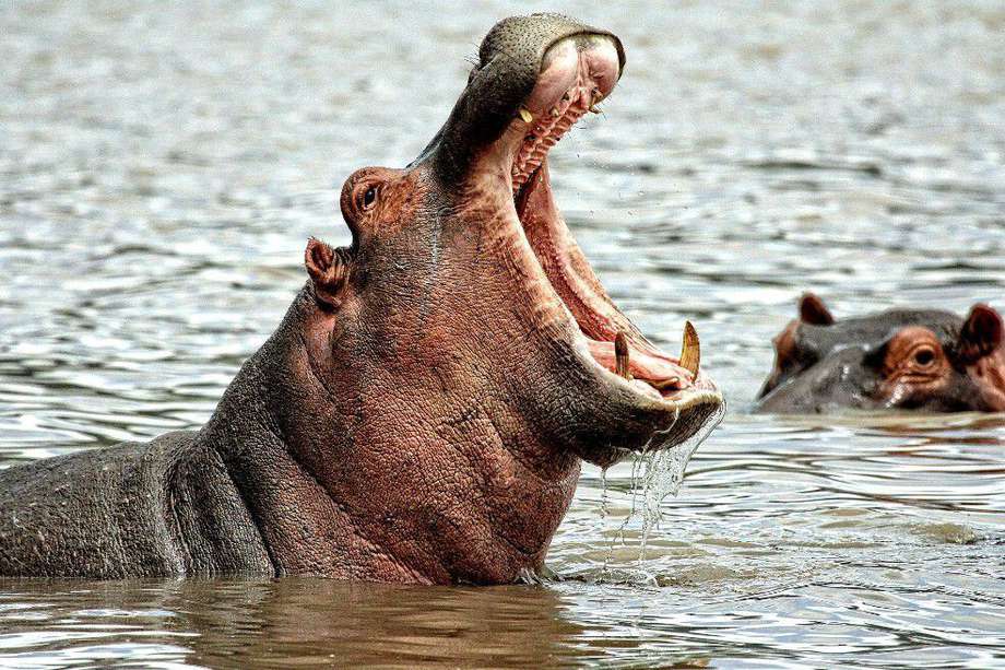 El hipopótamo fue devuelto a su hábitat. 