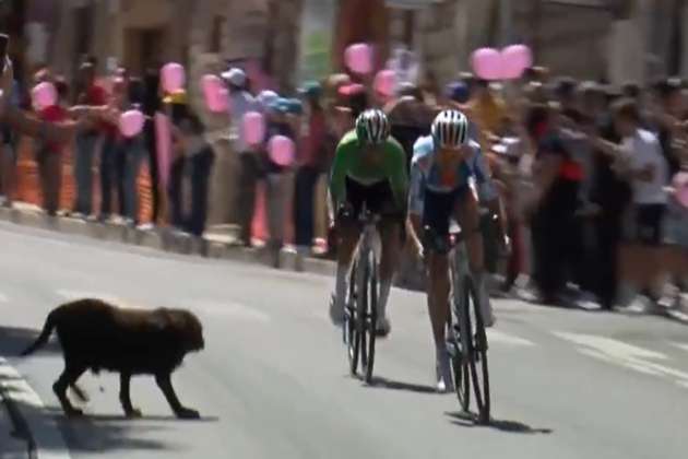 Giro de Italia: perro se atraviesa y casi genera accidente en la carrera