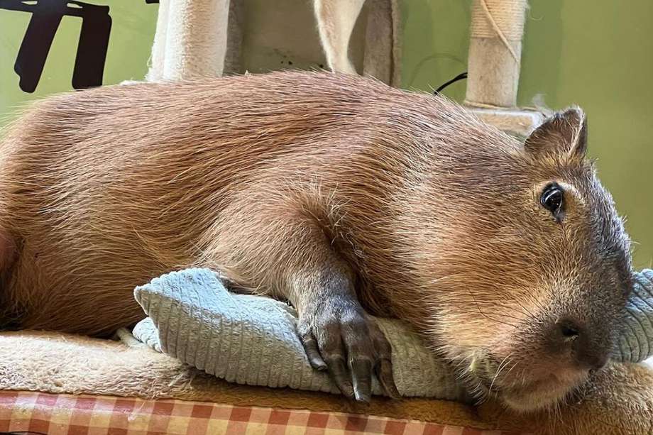 Este es uno de los capibaras que se pueden encontrar en cafés de animales en Japón.