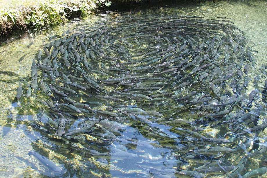 La piscicultura es una de las cadenas productivas  más fortalecidas en Cesar.