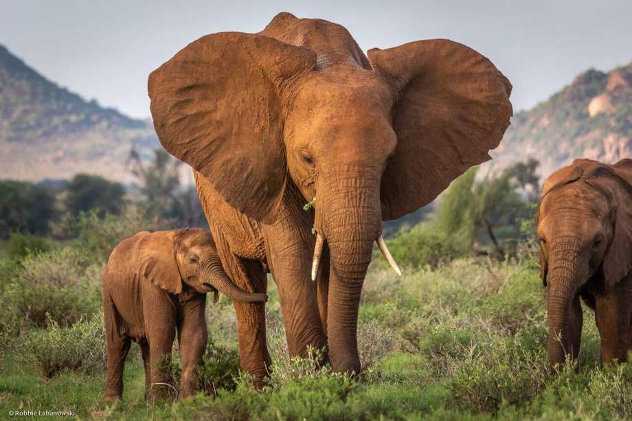 Una hembra de elefante y su cría en la Reserva Nacional de Samburu, al norte de Kenia.