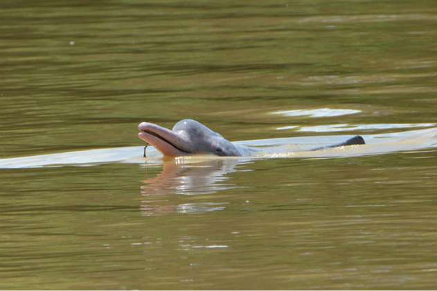 Rescatan a un delfín rosado que estaba atrapado en el río Arauca
