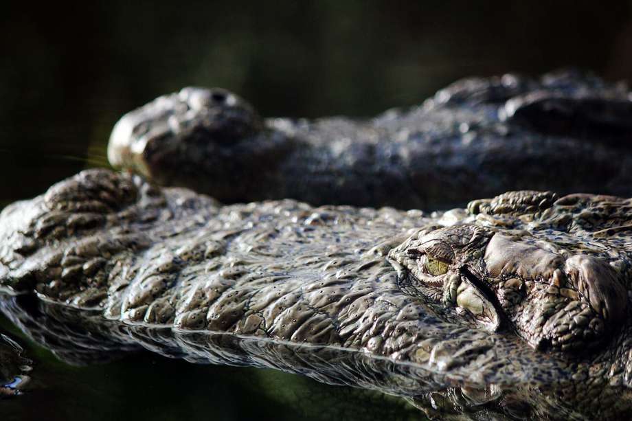 Desde 1948 hasta 2021, se han registrado 442 incidentes de mordeduras de caimanes no provocadas en Florida, Estados Unidos. / IMAGEN DE REFERENCIA 