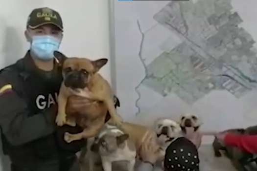 Seis bulldogs fueron recuperados en Cundinamarca.