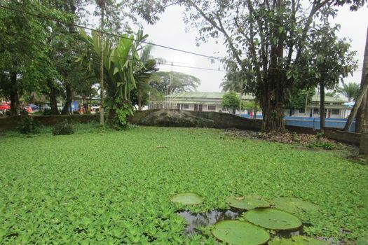 En el humedal del Parque Santander de Leticia se halló una importante presencia de lechuga de agua, planta que ha desplazado la nativa victoria amazónica.