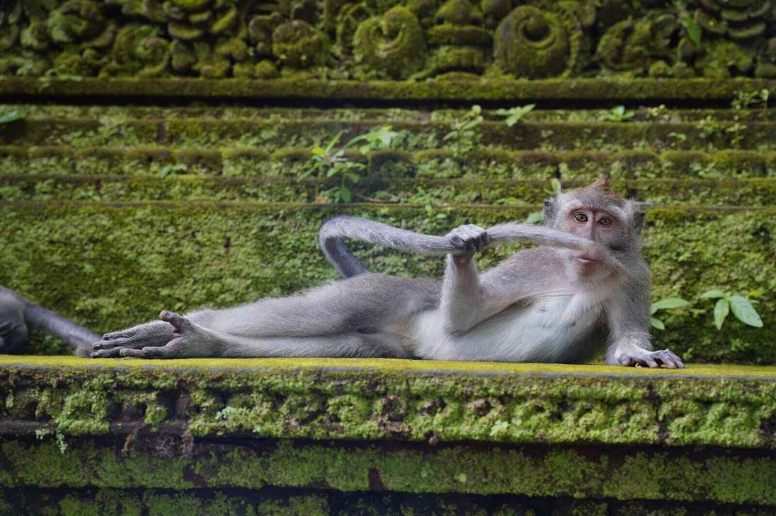 "El dandy de la selva tropical". Esta foto fue tomada en el bosque de los monos en Ubud, Bali. En este lugar, según la fotógrafa Delphine Casimir, los monos son los reyes.